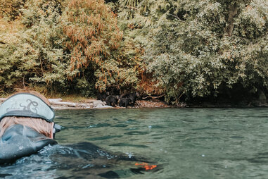 snorkeler watching bears on a river bank