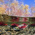 Salmon migration