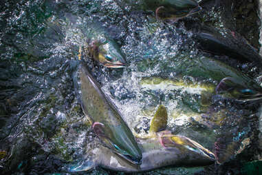 salmon in river