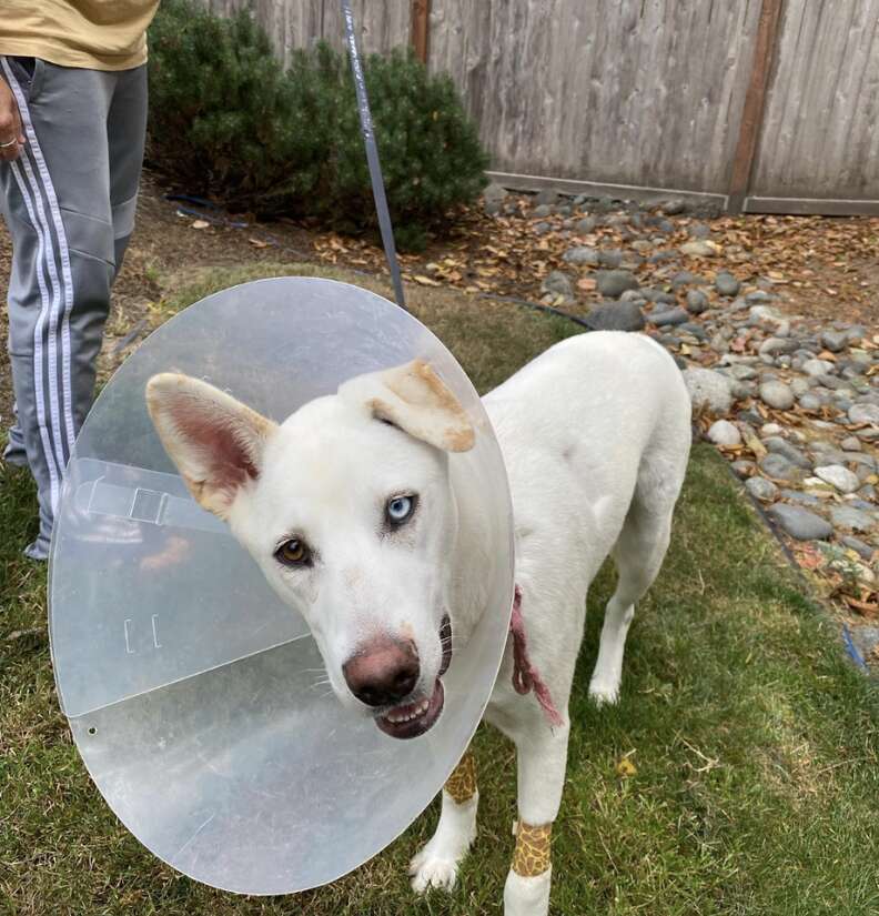 dog wearing cone