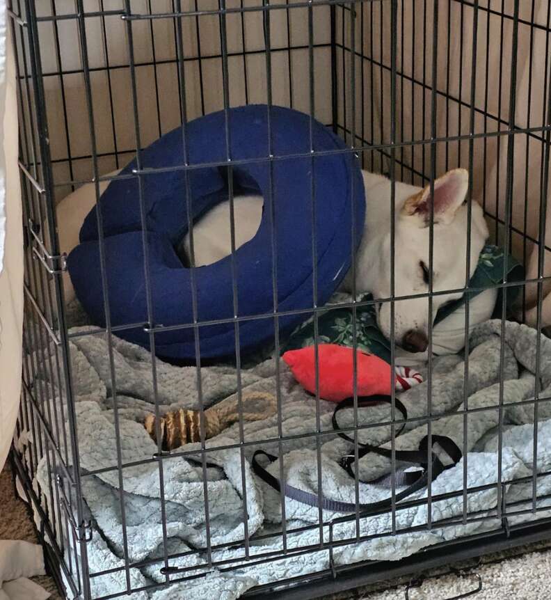 dog asleep in crate
