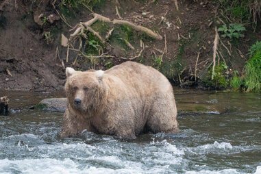 fat bear