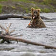 bear eating salmon