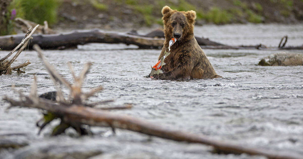 Fat Bear Week 2023: What to know about Katmai National Park's