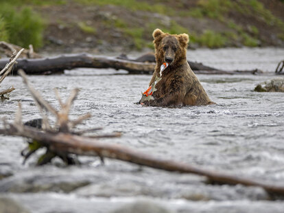 bear eating salmon