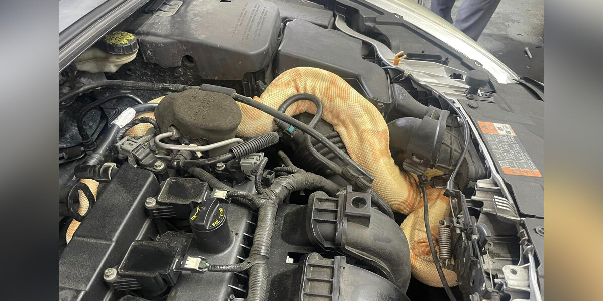 'Check Engine' Light Leads Mechanics To A Jaw-Dropping Discovery - The Dodo