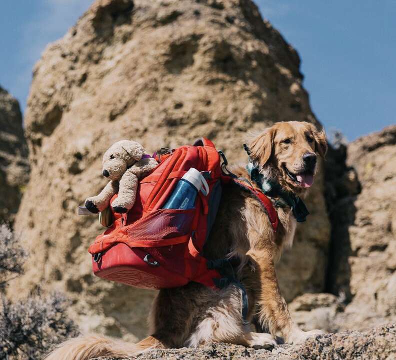 Hiking with on sale puppy in backpack