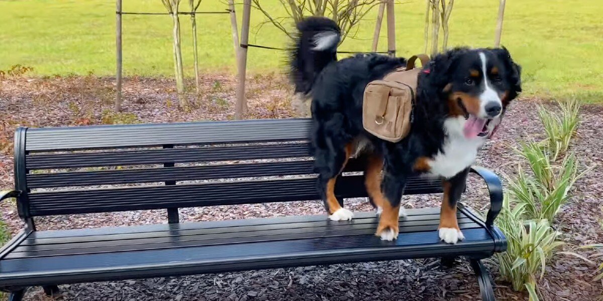 Is It Safe For My Dog To Wear A Backpack While Hiking? DodoWell The