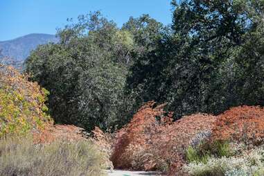 California Botanic Garden, St. Catherine's Lace Buckwheat 