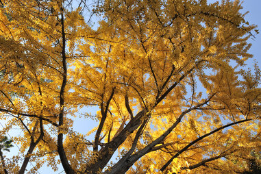 Ginkgo trees in The Los Angeles County Arboretum and Botanic Garden.