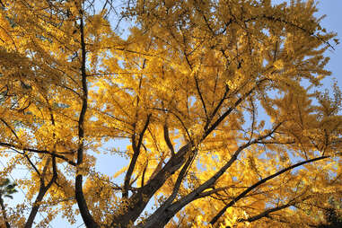 Ginkgo trees in The Los Angeles County Arboretum and Botanic Garden.