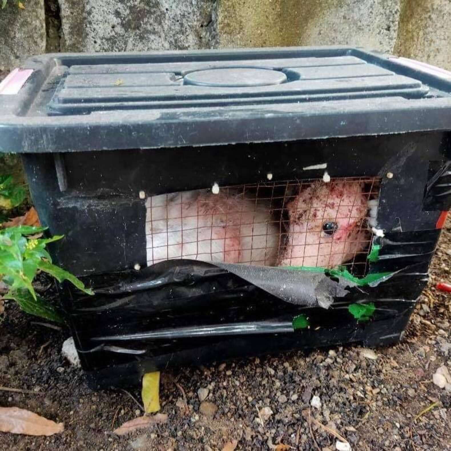 Animal In Box Strange-Looking Animal Abandoned In Box Is Completely Unrecognizable ...