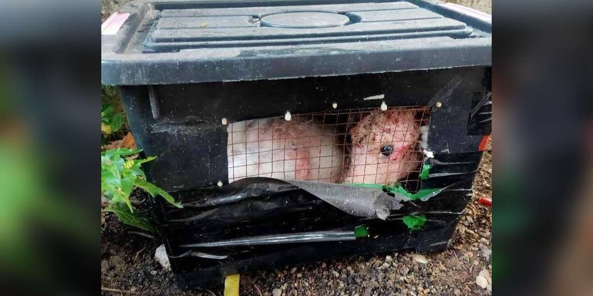 Strange-Looking Animal Abandoned In Box Is Completely Unrecognizable ...
