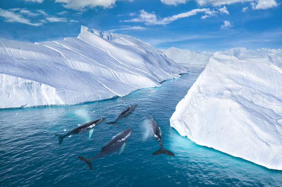 Arctic Adventure—and Polar Bears—Await in Greenland - Thrillist