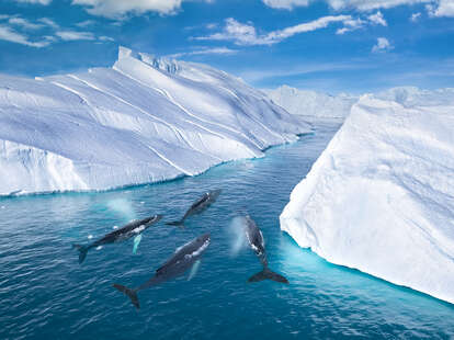 whales among icebergs in Greenland