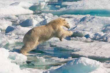 polar bear in Greenland