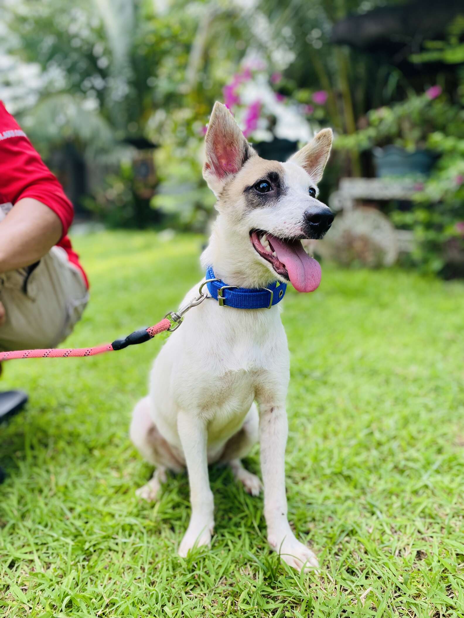 Strange-Looking Animal Abandoned In Box Is Completely Unrecognizable ...