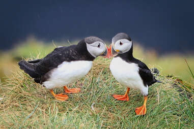 Puffins at Látrabjarg in iceland