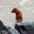 Abandoned Dog Wanders Beach Looking For His Owner
