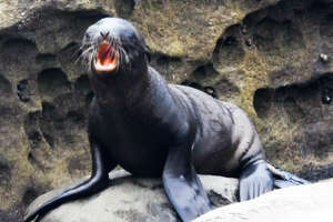 Sea Lion Pup Gets Saved By His Mom