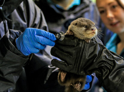 baby otter
