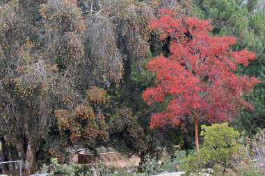 South Coast Botanic Garden