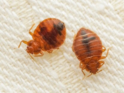Parasitic bed bugs on the cloth