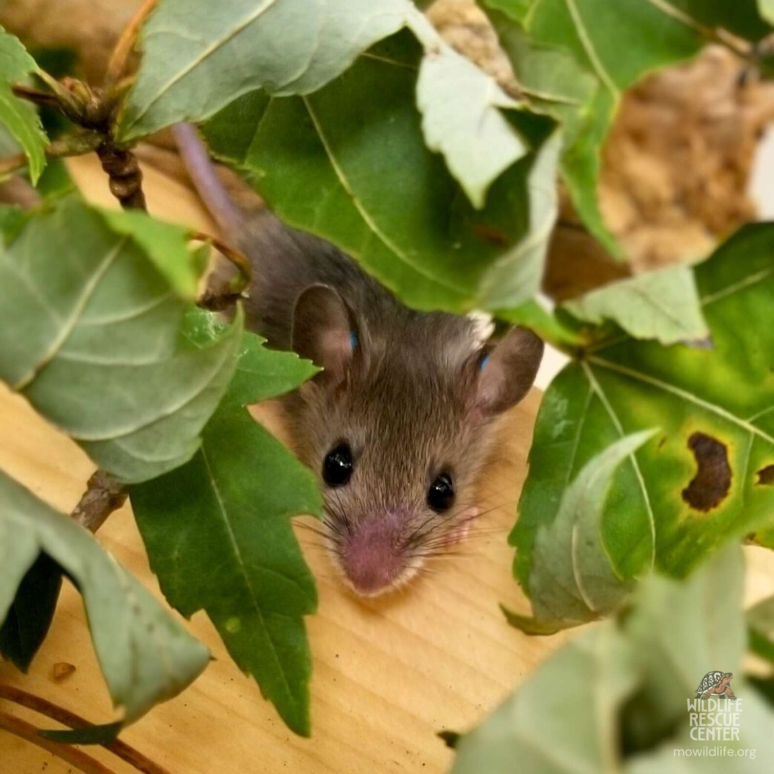 Wild Mice Leave The Sweetest Gift Behind For Their Rescuers The Dodo