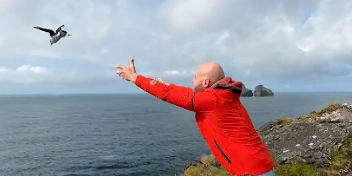 WATCH Why People Are Throwing Baby Puffins Off Cliffs in Iceland NowThis