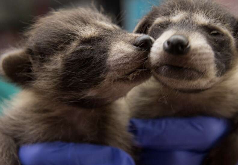 raccoons kissing