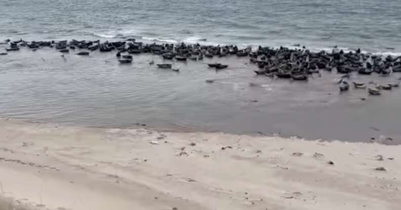 seals on a beach