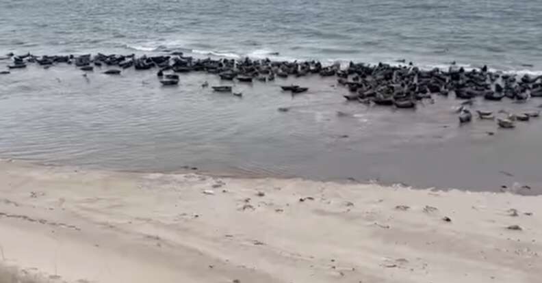 Filhote foca na praia. Foto: Reprodução/ Jane Hardy.