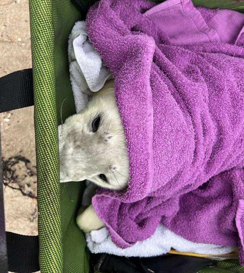 seal in towel