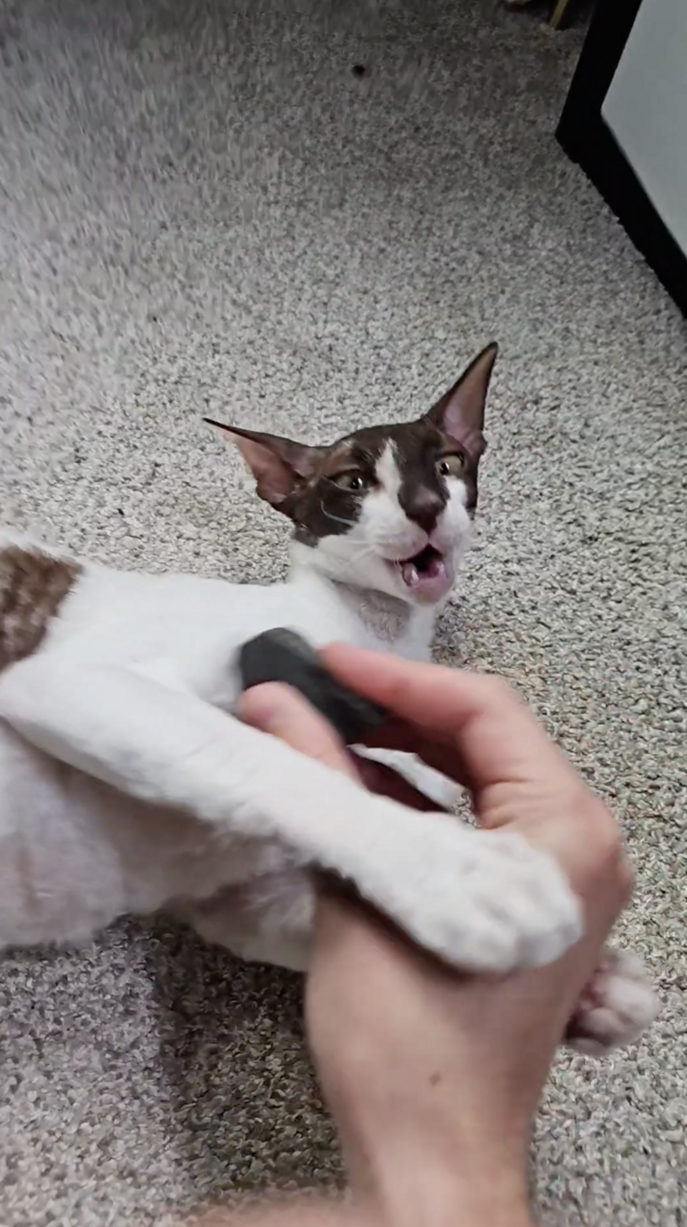 Cat’s Favorite Way To Be Scratched Is With Rocks - The Dodo