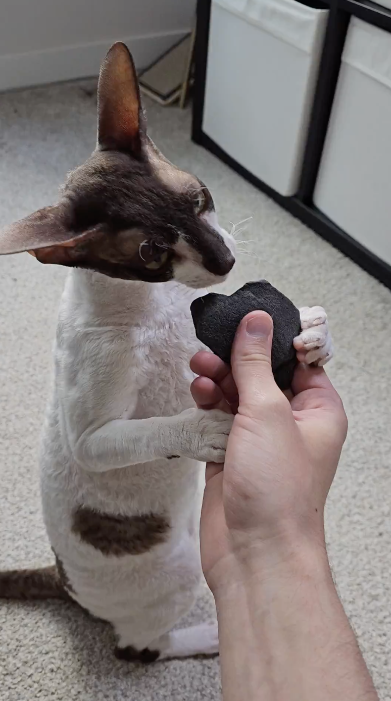 Cat’s Favorite Way To Be Scratched Is With Rocks - The Dodo
