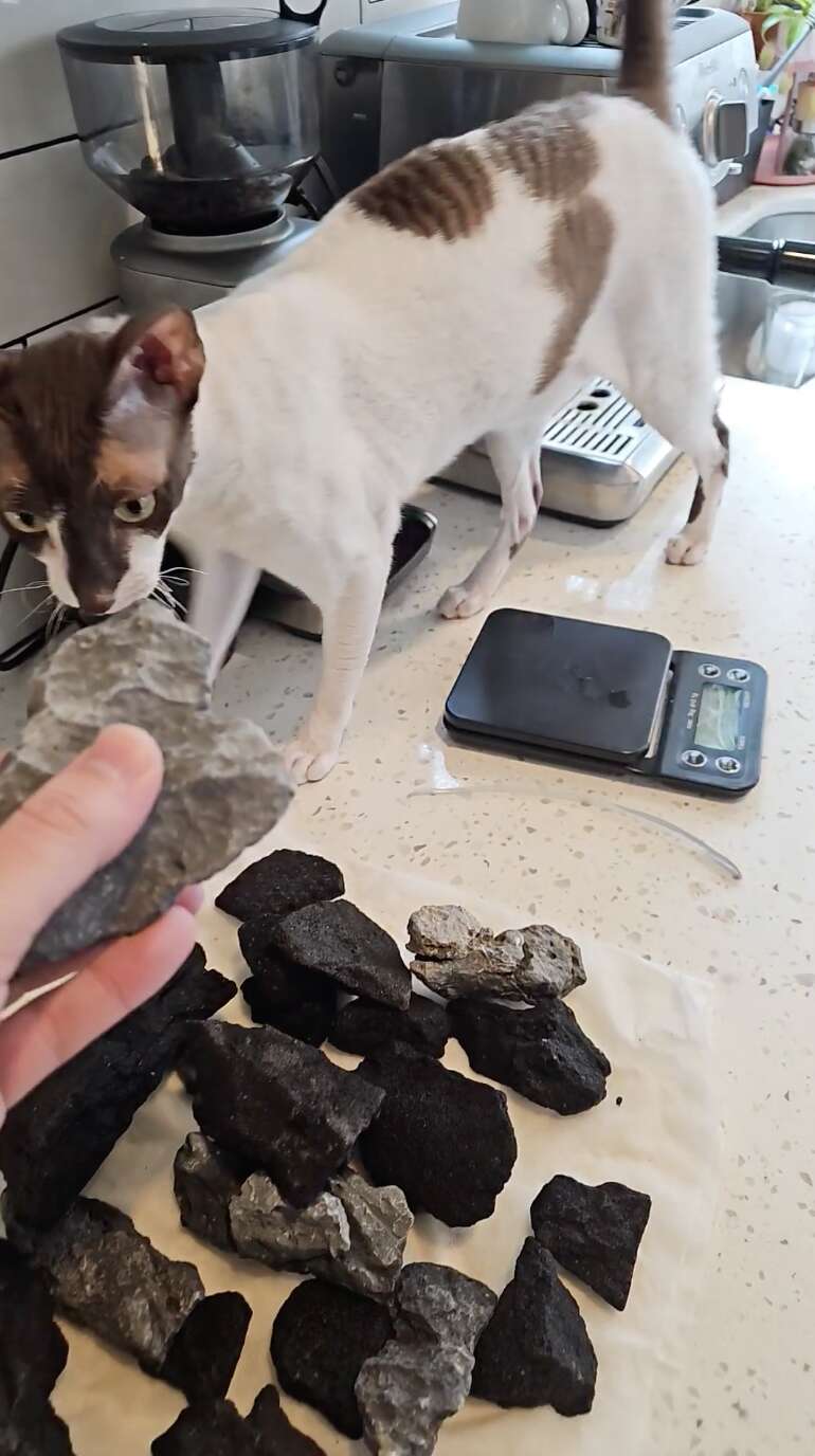 Cat’s Favorite Way To Be Scratched Is With Rocks - The Dodo
