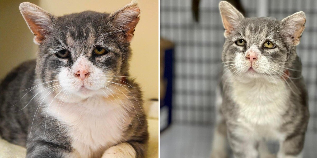 Cat With A Permanent Frown Shocks His Rescuers With His Unexpected ...