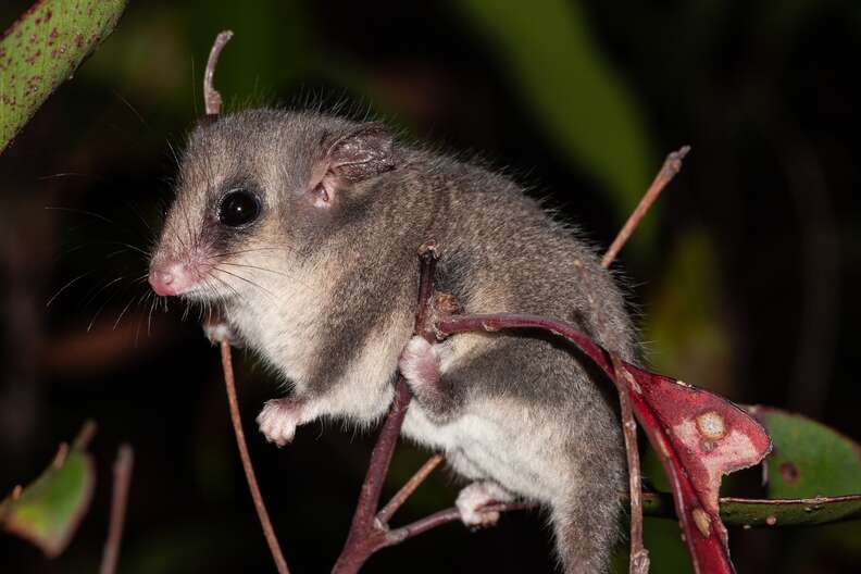 possum