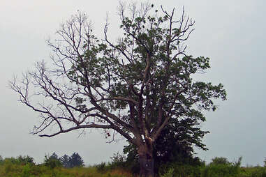 an old, giant tree in a field