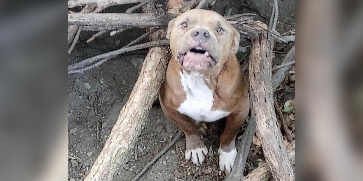 A Fearful Dog Trapped in the Woods Rejects Rescue Until a Pittie Discovers Safety Within Reach