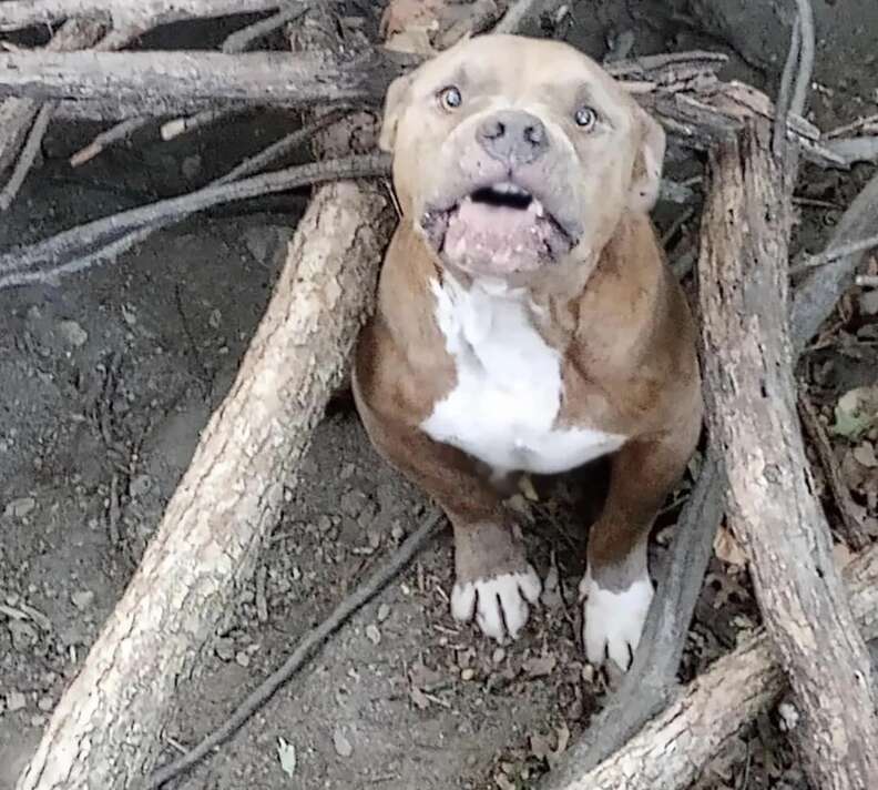 pit bull