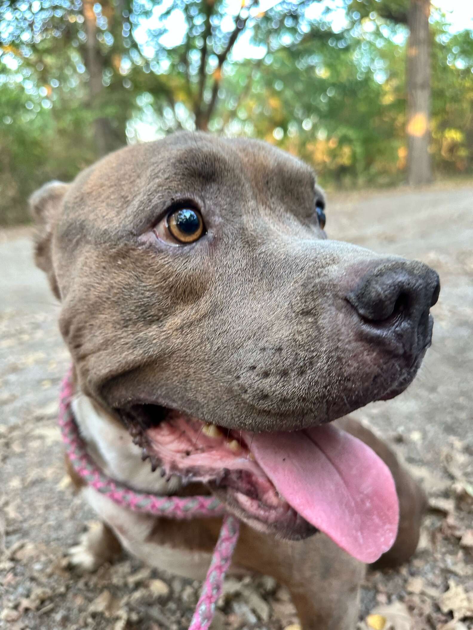 Guy Finds Pittie Trapped In Woods Refusing To Be Rescued - The Dodo
