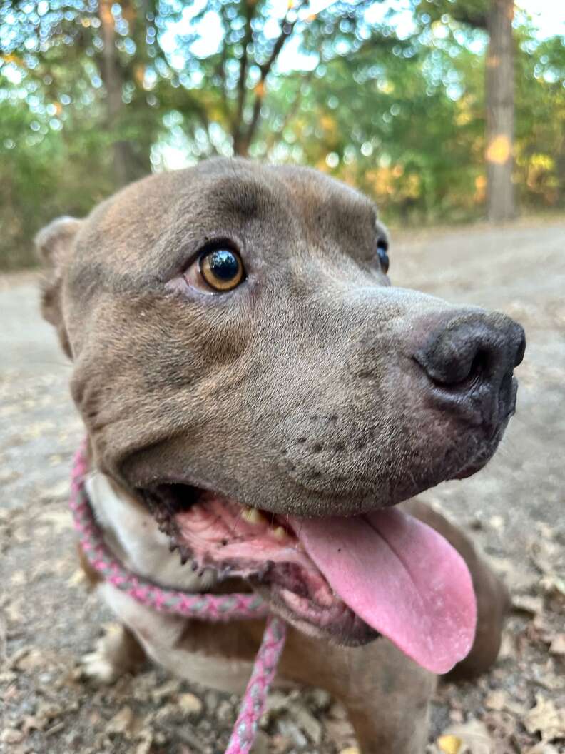 abandoned pit bull