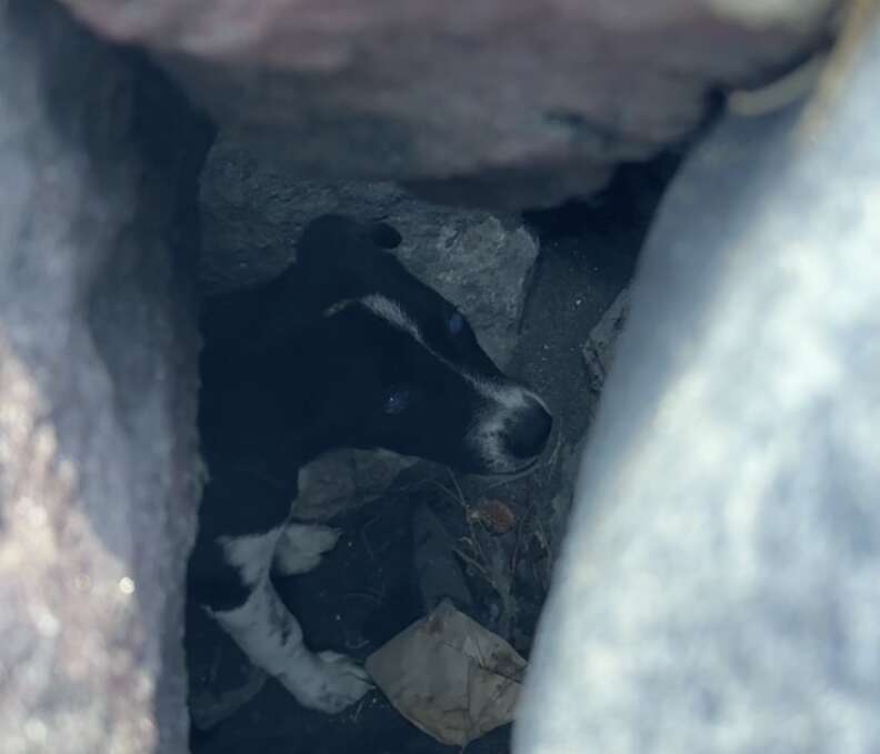 dog under rocks