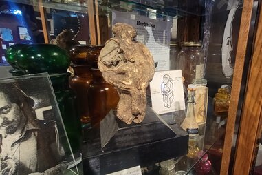mandrake root in glass case amongst other herbalism tools