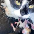 Stray Cat Gives Birth In Woman's Jeep