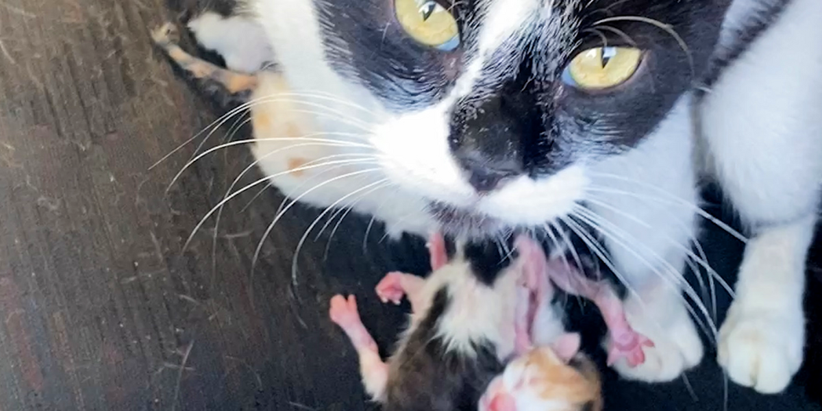 Stray Cat Gives Birth In Woman's Jeep Videos The Dodo