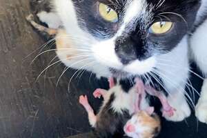 Stray Cat Gives Birth In Woman's Jeep