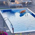 Golden Retriever Caught On Camera Sneaking Into Neighbor's Pool