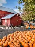 The Most Charming Pumpkin Patches Within Driving Distance of Chicago